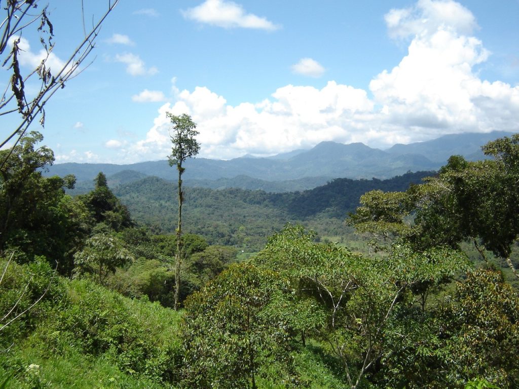 Image of from the Amazon looking toward the Andes mountains.