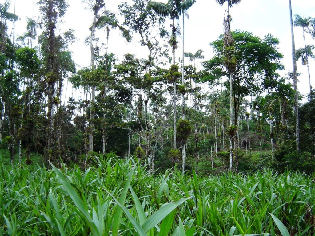 Image of the vegetation in the Amazon forest.