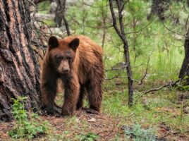 Photo of a black bear in the woods.