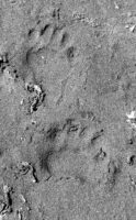 Photo of Black bear tracks.