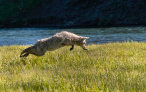 Coyote leaping over a field of grass with a river in the background.