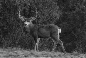 Photo of a mule deer in the woods.