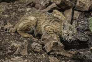 Photo of a Bobcat crouched on a rocky slope.