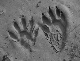 Photo of Raccoon tracks.