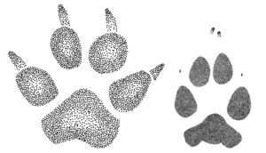 Sketch of Domestic dog and coyote tracks.