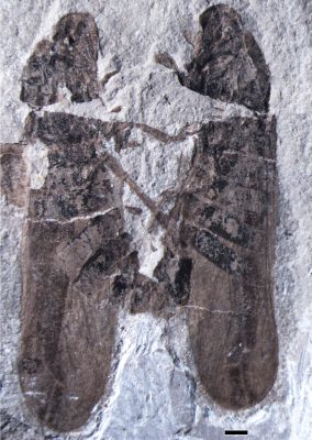 Two mating froghopper insects perfectly preserved in a 165 million-year-old Jurassic rock from Inner Mongolia. Photo courtesy of Professor Dong Ren.