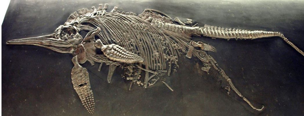 An extraordinary Jurassic fossil which captures an ichthyosaur in the process of giving birth. Photo courtesy of Cindy Howells.