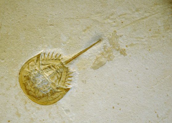 fossil of juvenile horseshoe crab